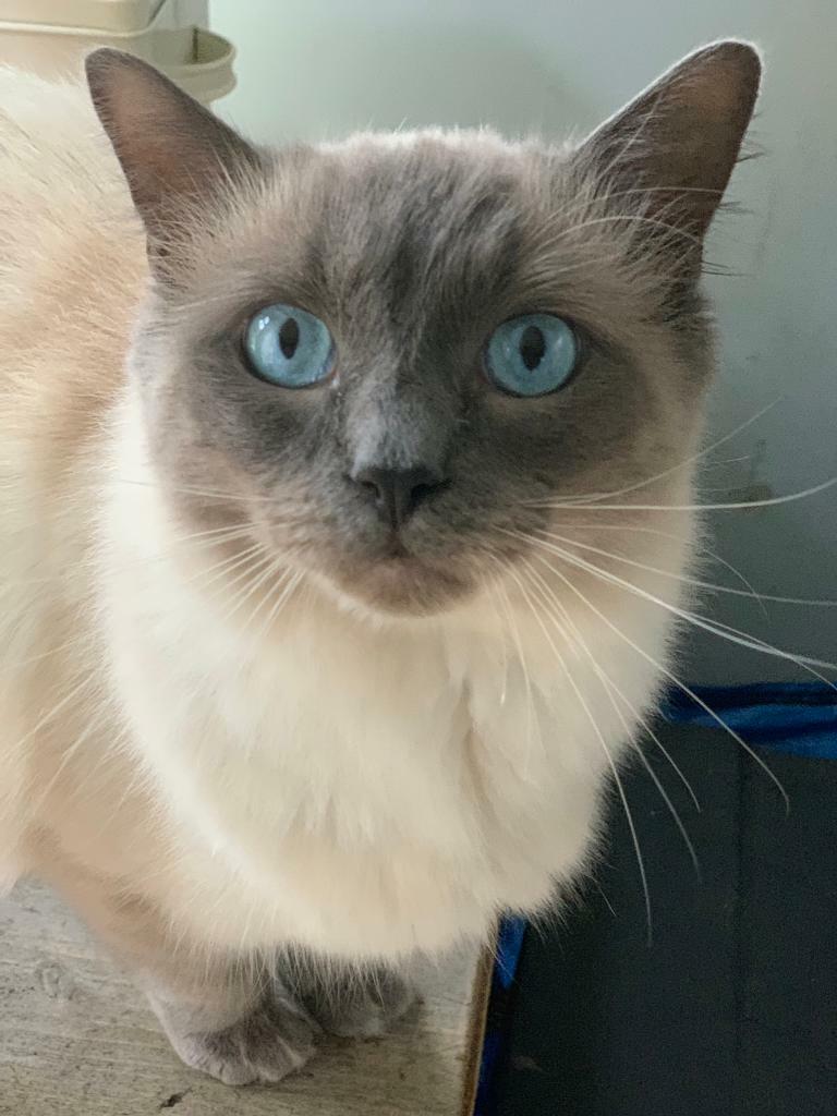 ragdoll 1 year old